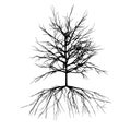 Black and white single tree shape