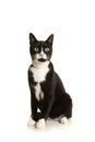 Black and white sitting european shorthair cat  isolated on a white background Royalty Free Stock Photo