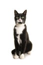 Black and white sitting european shorthair cat looking at the camera isolated on a white background Royalty Free Stock Photo