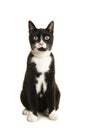 Black and white sitting european shorthair cat looking at the camera isolated on a white background seen from the front Royalty Free Stock Photo