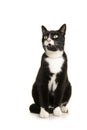 Black and white sitting european shorthair cat looking up with mouth open isolated on a white background Royalty Free Stock Photo