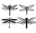 Black and white sketch of a beautiful nature dragonfly pattern on a background drawing picture Flat vector