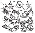 Black and white sketch of a beautiful nature, fresh fruits, pattern on a background drawing picture Flat vector