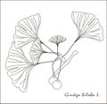 Black and white sketch of a branch of Ginkgo biloba fruit and leaves