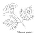 Black and white sketch of a branch of Viburnum opulus, fruits and leaves