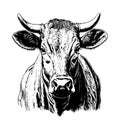 Black and white sketch of a cow's face. Vector portrait Royalty Free Stock Photo