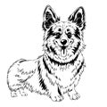 vector sketch dog Welsh corgi smiling Royalty Free Stock Photo