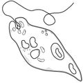 Black and White Sketch of Euglena Royalty Free Stock Photo
