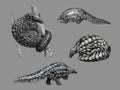 Black and white sketch of pangolin