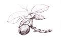 Black and white sketch of a walnut branch.