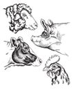 Black and white sketches of four farm animal`s face