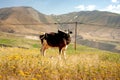 Black and white skinny cow having food