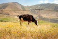 Black and white skinny cow having food