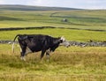 Black and white skinny cow in yorkshire dales