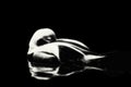 Black and white of a sleeping duck