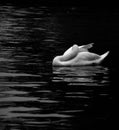 Black and white sleeping swan on a calm water