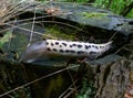 Black and white slug on a wooden stump