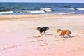 Black and white small sheltie dogs playing on beach, running, throwing, catching, carrying ball Royalty Free Stock Photo