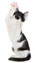 Black-white small shorthair playful kitten isolated Royalty Free Stock Photo