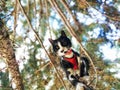 This black and white smart cat is pampering at the tree top