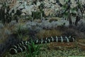 Black and white snake in the reptile show