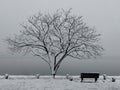 Black and white snow landscape with tree and bench