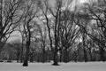 Black and white snowy central park Royalty Free Stock Photo