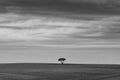 Black and white solitary tree. Landscape of Extremadura, Spain