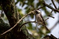 Carolina Chickadee in a Tree Royalty Free Stock Photo