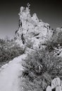 Black and White Sonora Desert Arizona