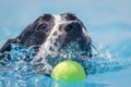 Black and white spaniel dog swimming through clear blue water and about to catch a ball. Royalty Free Stock Photo