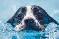 Black and white spaniel dog swimming through clear blue water towarrds the camera. Royalty Free Stock Photo