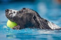 Black and white spaniel dog swimming through clear blue water with a yellow tennis ball in their mouth. Royalty Free Stock Photo