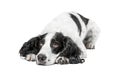 Black and white spaniel pedigree dog lying Royalty Free Stock Photo