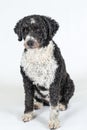 Black and white Spanish Water dog