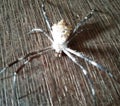 black, white spider Royalty Free Stock Photo