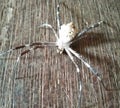 black, white spider Royalty Free Stock Photo