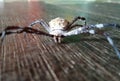 black, white spider Royalty Free Stock Photo