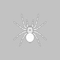 Black and white spider, detailed top view Royalty Free Stock Photo