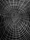 Black and white spider web with dew drops. Morning dew on a web. Royalty Free Stock Photo