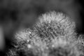 Black and White Spike Cactus Plant