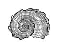 Black and white spiral seashell. Hand drawn outline contour vector illustration of underwater shell. Nautical element isolated on