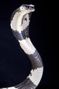 Black and white spitting cobra (Naja siamensis)