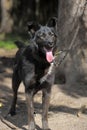 Black with a white spot purebred dog Royalty Free Stock Photo