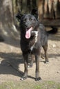 Black with a white spot purebred dog Royalty Free Stock Photo