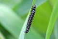 Black with white spots. Butterfly caterpillar. Peacock eye crawling on a green blade of grass. Closeup
