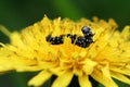 Black with white spots butterfly caterpillar. Peacock eye on a yellow dandelion flower, closeup Royalty Free Stock Photo