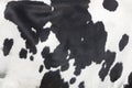 Black and white spots on side of cow Royalty Free Stock Photo