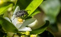 Black white-spotted beetle Royalty Free Stock Photo