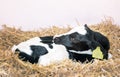 black and white spotted calf in straw Royalty Free Stock Photo